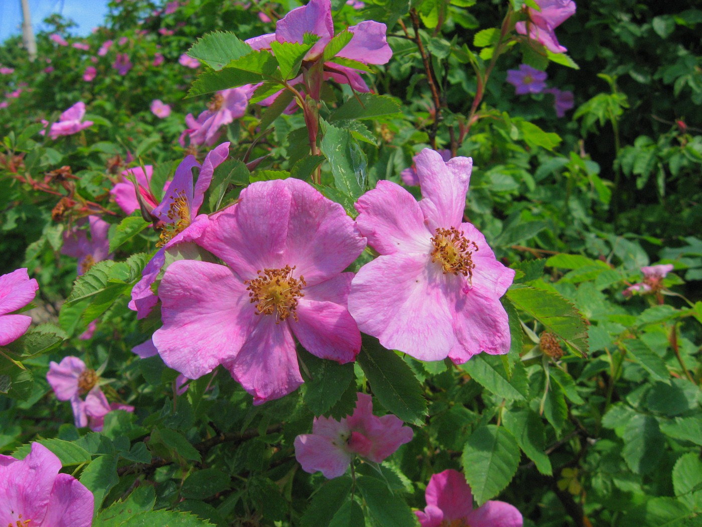 Изображение особи Rosa cinnamomea.