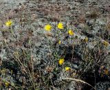 Tragopogon podolicus