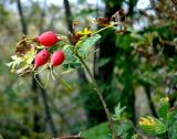 Rosa oxyodon