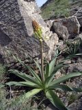 Eremurus lactiflorus. Зацветающее растение. Южный Казахстан, хр. Боролдайтау, ущ. Кенузен. 29.04.2007.