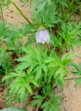 Pulsatilla ajanensis