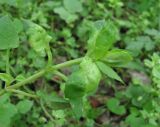 Stellaria neglecta