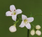 Galium octonarium. Цветки и бутоны. Ростовская обл., Неклиновский р-н, Большенеклиновское с/п, \"Миусский склон\" в дол. р. Миус, верхняя часть склона. 03.06.2016.