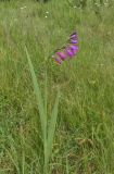 Gladiolus imbricatus. Цветущее растение. Крым, Байдарская долина, окр. с. Кизиловое, луг. 9 июня 2016 г.