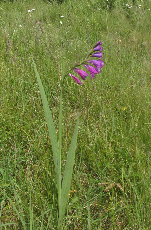 Изображение особи Gladiolus imbricatus.