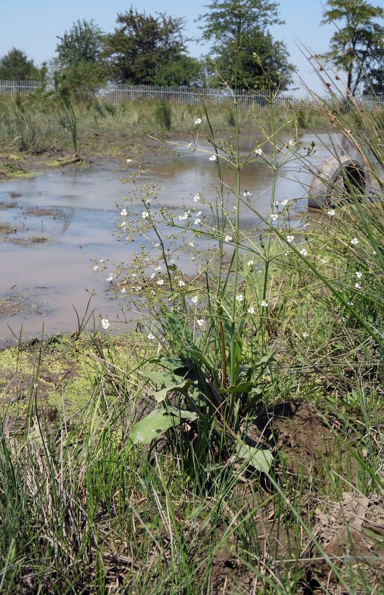 Изображение особи Alisma plantago-aquatica.