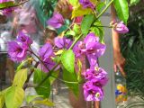 Bougainvillea glabra. Часть побега с соцветиями. Крым, Никитский Ботанический Сад, оранжерея кактусов. 22 апреля 2007 года.