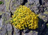 Draba bryoides. Цветущие растения. Кабардино-Балкария, Эльбрусский р-н, пик Терскол, ≈ 3100 м н.у.м., каменистый склон. 14.07.2016.