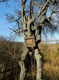 Prunus × fruticans. Части стволов и крон. Германия, Северный Рейн-Вестфалия, окр. г. Моншау, горный склон. Декабрь.