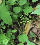 Allium ursinum. Соплодие. Польша, Беловежа, Беловежская пуща. 23.06.2009.