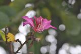 genus Bauhinia. Цветок. Граница Китая и Вьетнама, левый берег реки Куй Суан, 10 м от воды, рядом с водопадом Детиан. 5 марта 2016 г.