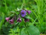 Pulmonaria mollis