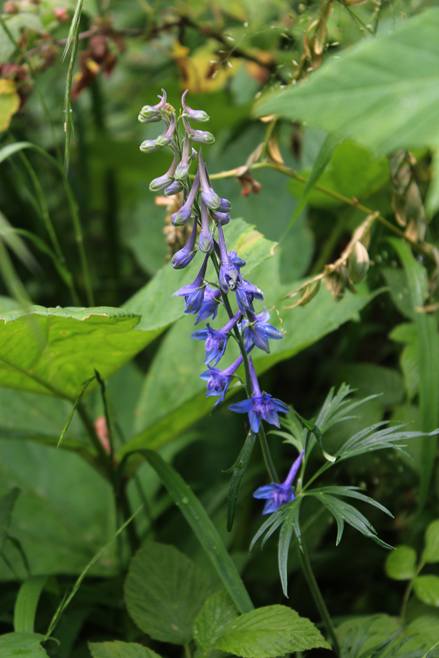 Изображение особи Delphinium schmalhausenii.