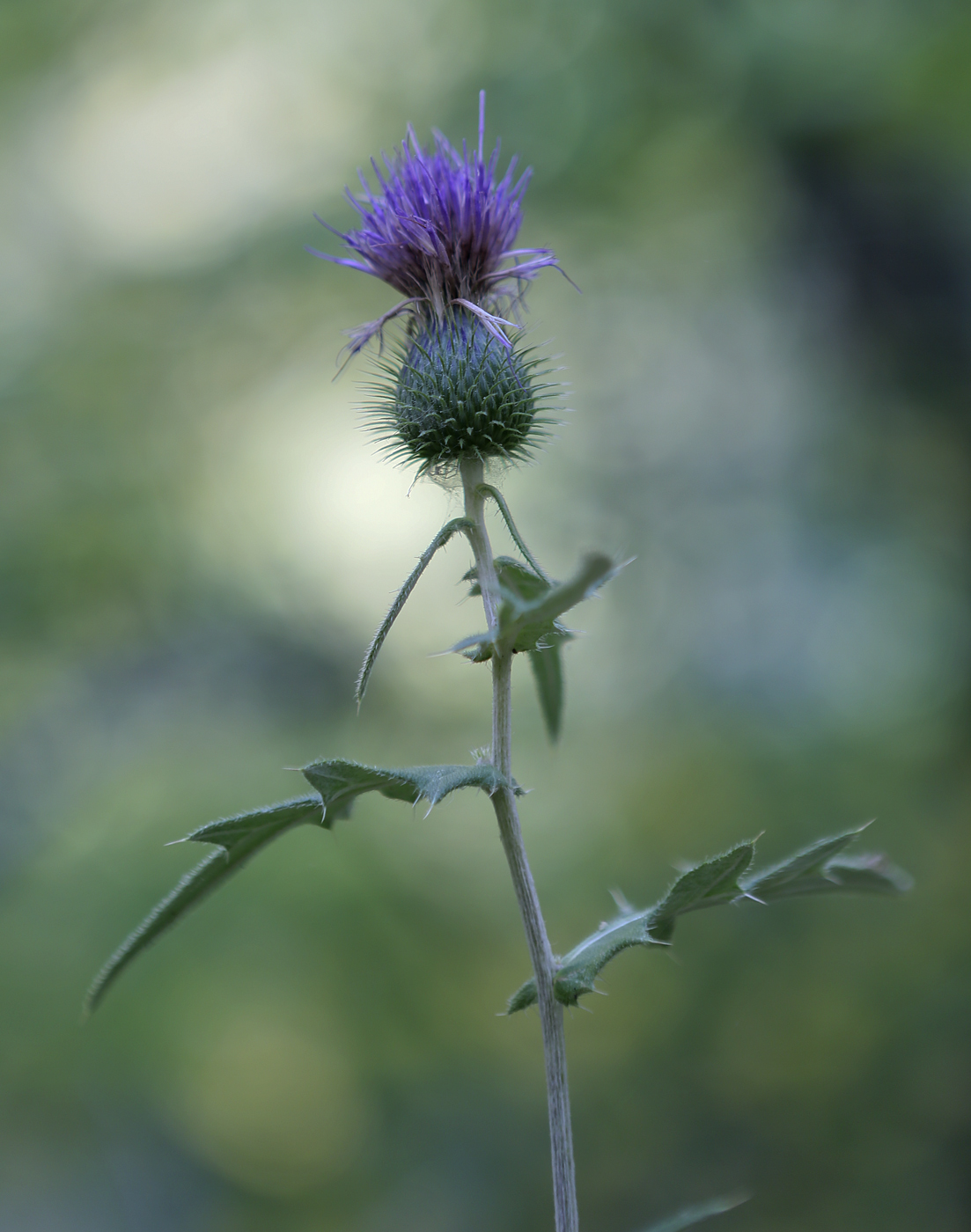 Изображение особи Cirsium laniflorum.