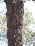 Corymbia gummifera