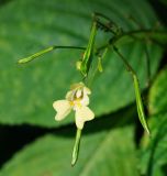 Impatiens parviflora