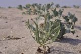 Lactuca tatarica. Плодоносящее растение в сообществе с Eryngium maritimum. Крым, Черноморский р-н, окр. с. Знаменское, окр. городища Беляус, песчаный пляж. 05.09.2018.