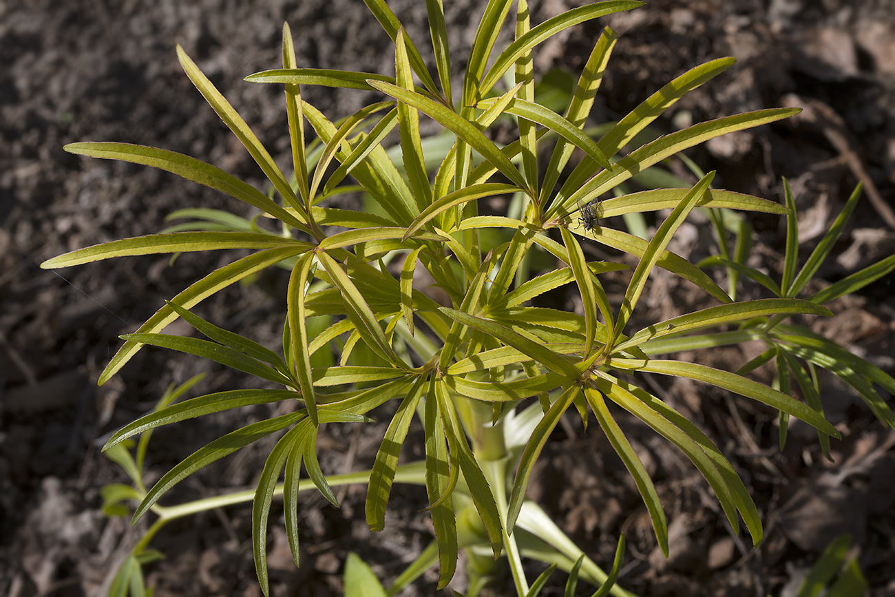 Изображение особи Helleborus foetidus.