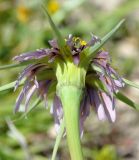 Tragopogon porrifolius ssp. longirostris