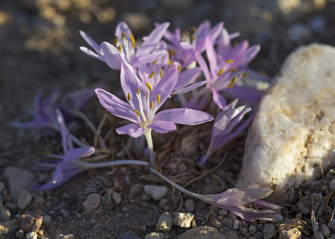 Изображение особи род Colchicum.