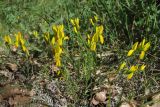 Genista depressa f. pinetorum