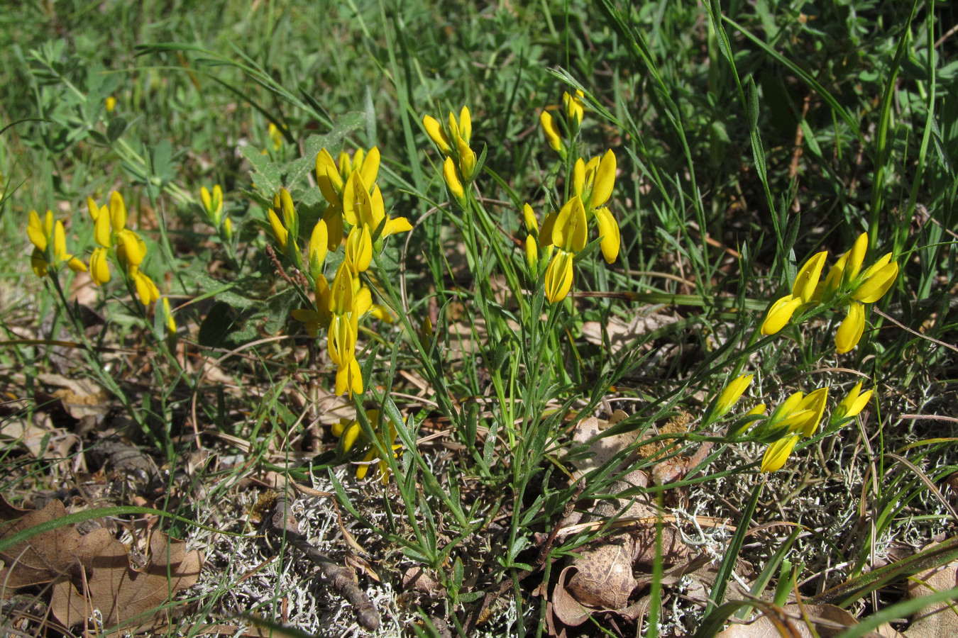 Изображение особи Genista depressa f. pinetorum.