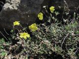 Helianthemum dagestanicum