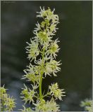 Echinocystis lobata. Побег с цветками. Чувашия, окр. г. Шумерля, объездная трасса. 16 августа 2010 г.