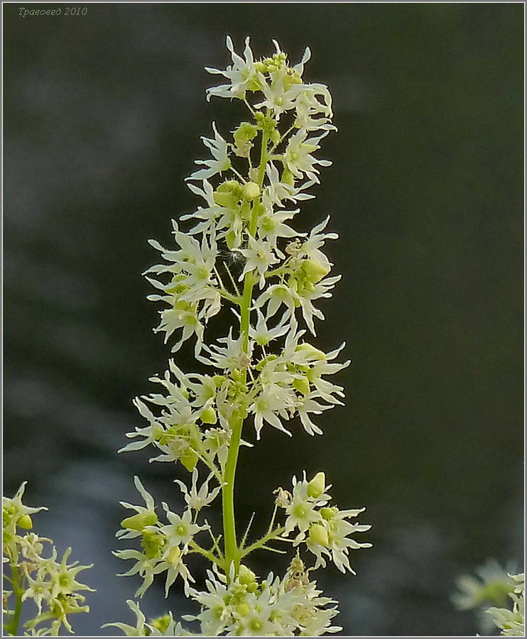 Изображение особи Echinocystis lobata.