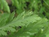 Tanacetum vulgare