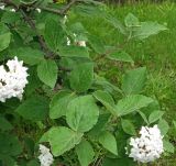 Viburnum carlesii. Ветка с соцветиями и листьями. Донецк, бот. сад. 01.05.2019.