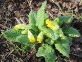 Primula macrocalyx