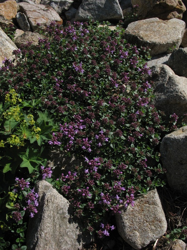 Изображение особи Thymus caucasicus.