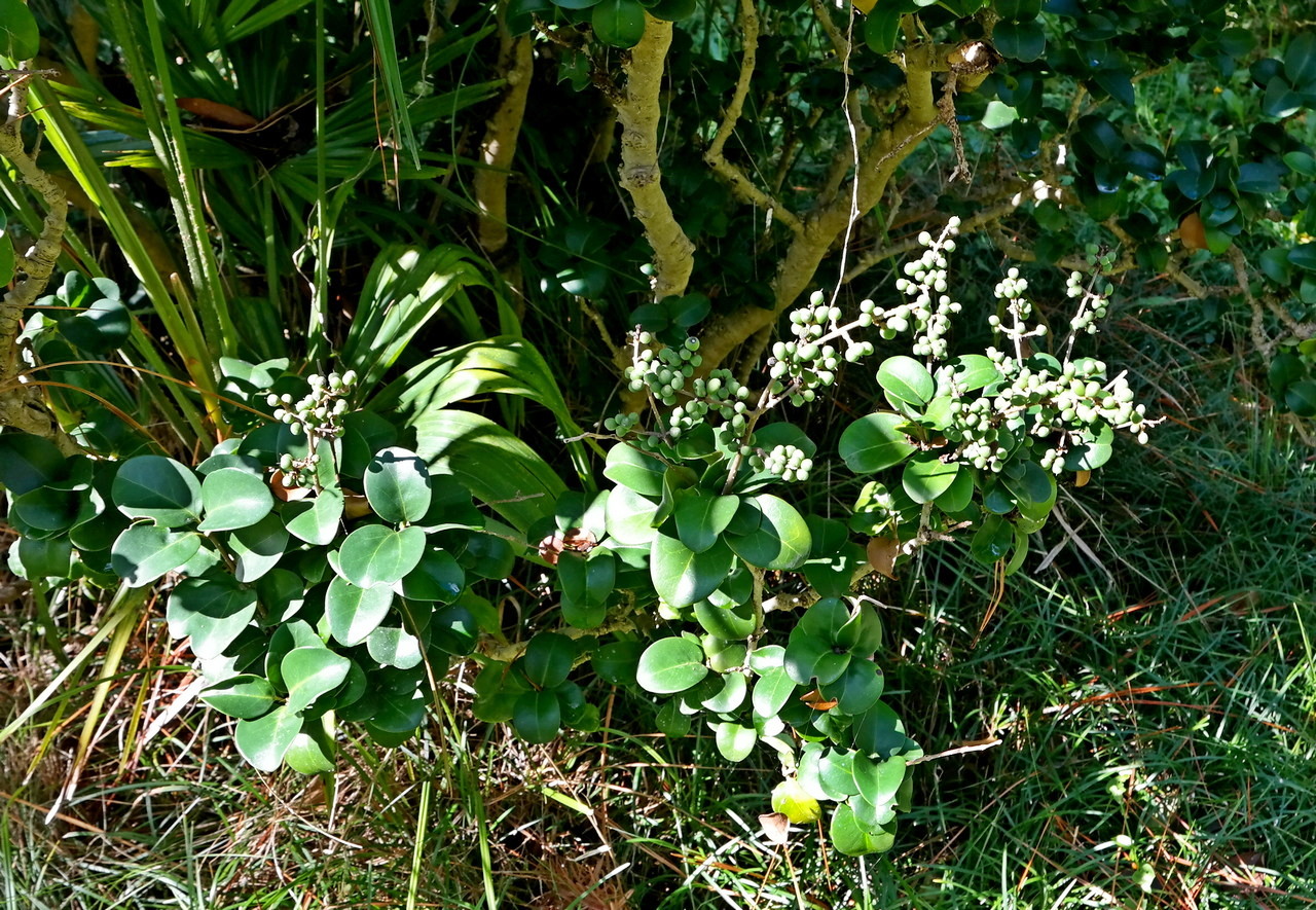 Image of Ligustrum japonicum specimen.