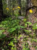 Ranunculus cassubicus