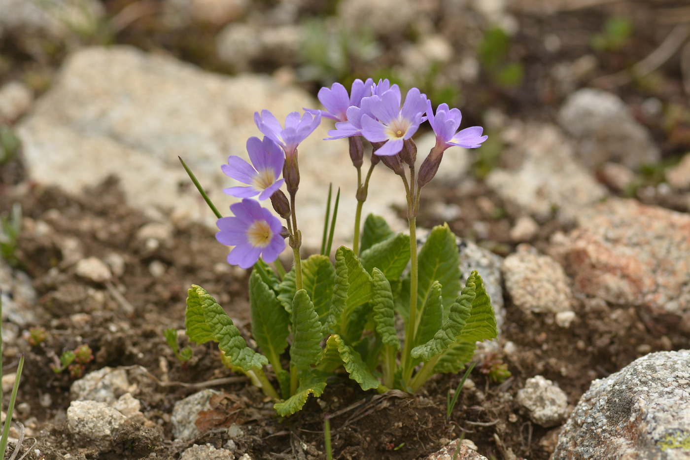 Изображение особи род Primula.