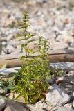 Lycopus europaeus. Плодоносящее растение (слева - листья Lactuca tatarica). Татарстан, окр. с. Камское Устье, берег р. Волга, галечный пляж. 21.09.2023.