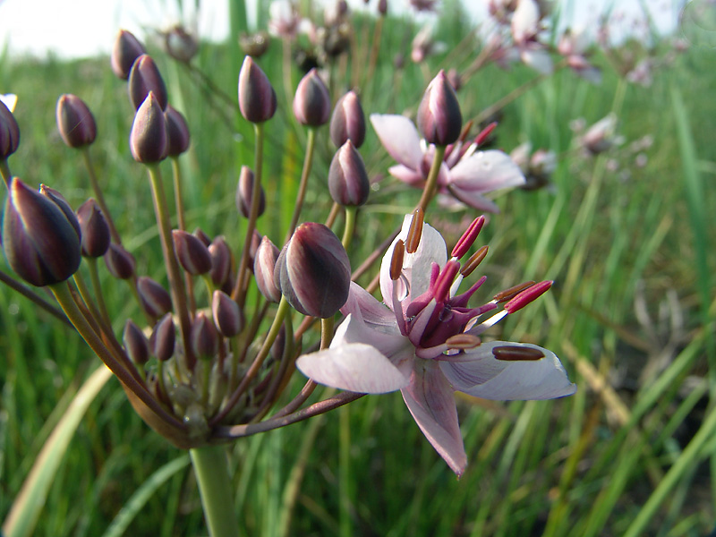 Изображение особи Butomus umbellatus.