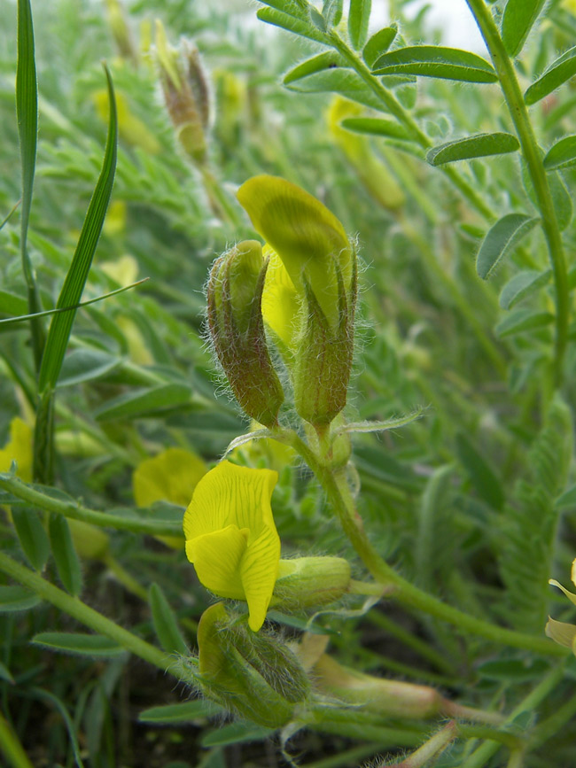 Изображение особи Astragalus longipetalus.