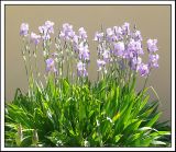 Iris pallida. Цветущее растение. Черноморское побережье Кавказа, г. Новороссийск, в культуре. Апрель 2009 г.