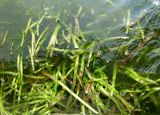 Vallisneria spiralis. Листья у поверхности воды. Астраханская обл., Наримановский р-н, с. Курченко, ильмень Шушай. 20.08.2009.