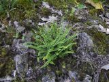 Asplenium trichomanes