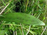 Dactylorhiza majalis