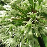 Allium victorialis