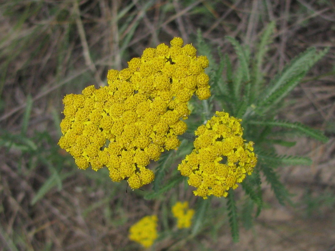 Изображение особи Achillea micrantha.