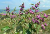 Phlomis pungens