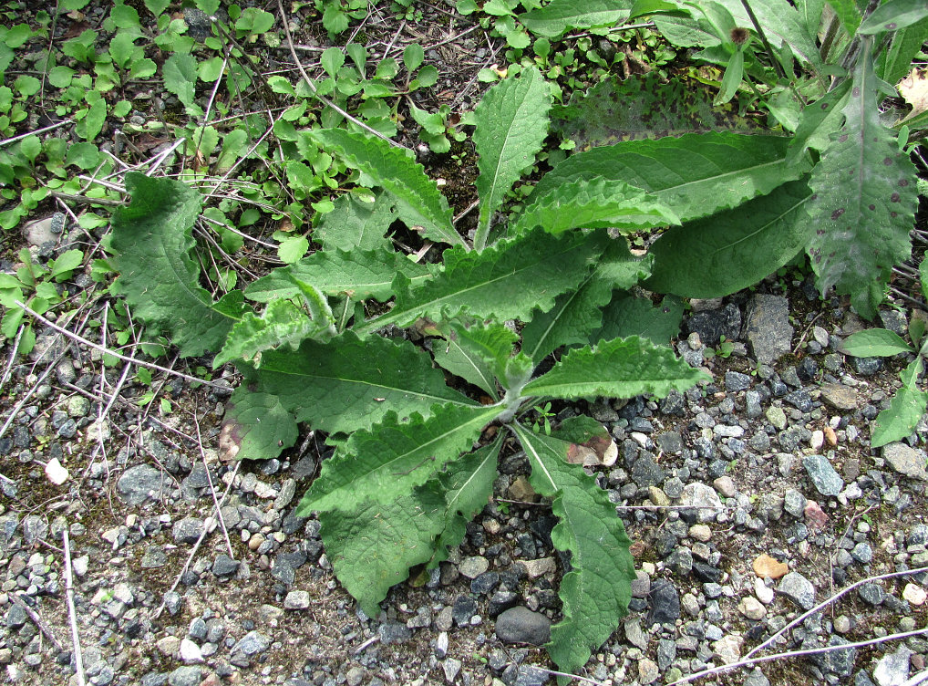 Изображение особи Centaurea phrygia.