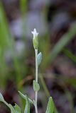 Chardinia orientalis