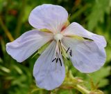 Geranium pratense