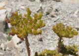 Sedum reflexum